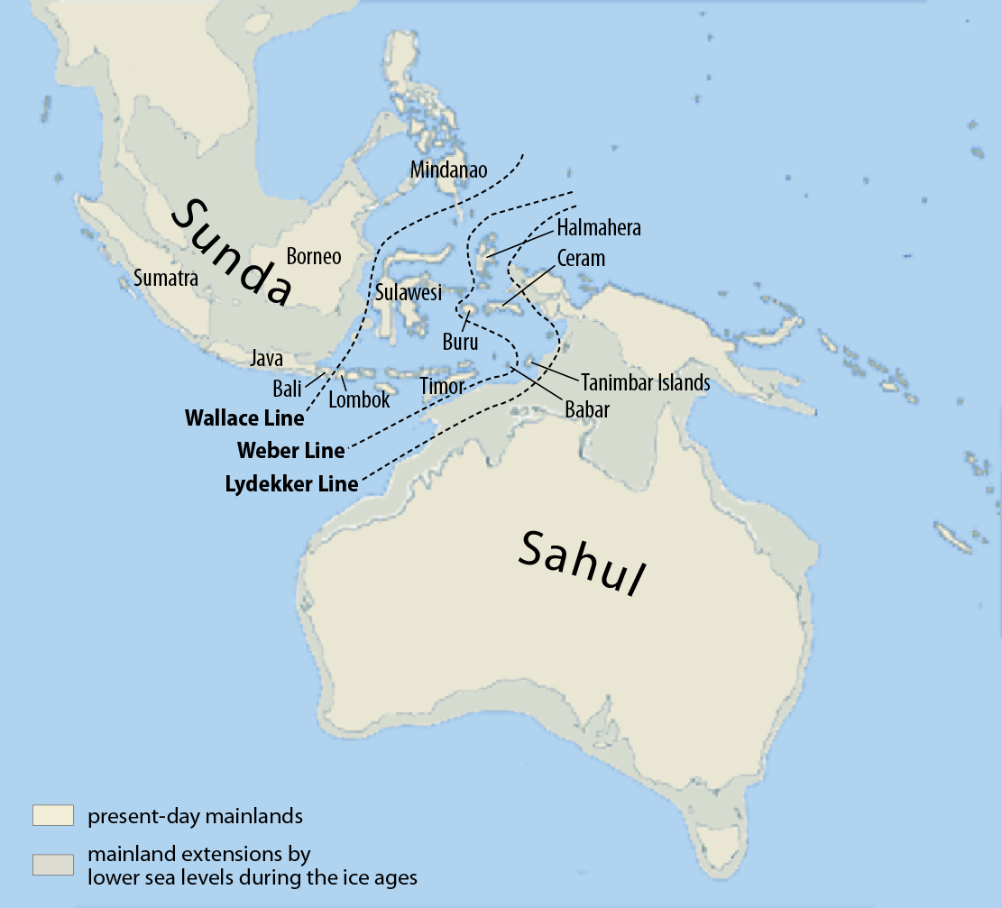 Map showing the Wallace Line and related biogeographical boundaries between the Sunda and Sahul shelves in Southeast Asia and Australasia during lower sea levels.